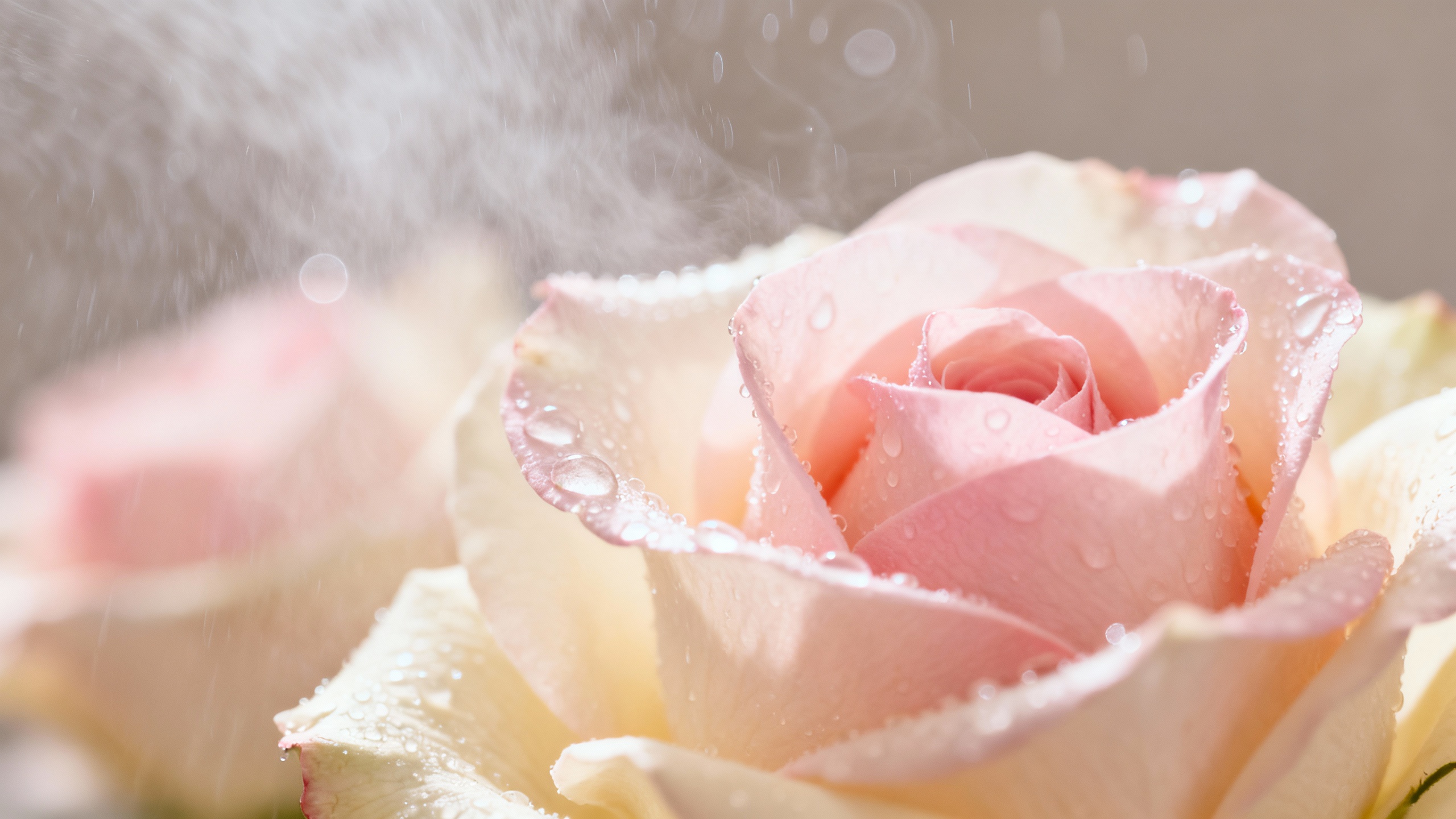 Featured image for Soothing the Flames: Effective Strategies for Managing Rosacea-Related Dryness