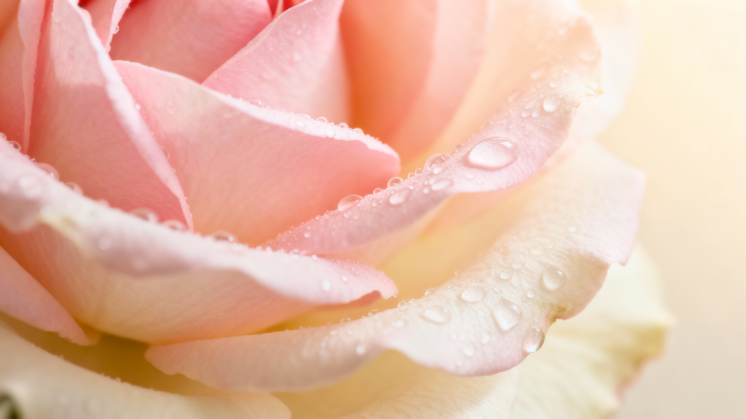 Featured image for Battling Redness and Sensitivity: Combating Rosacea and Allergies